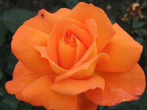 SPARKLE (hybrid tea)